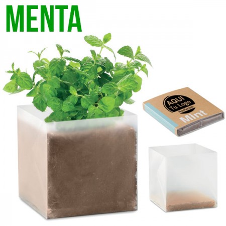 Caja con semillas de menta para plantar - regalos ecológicos